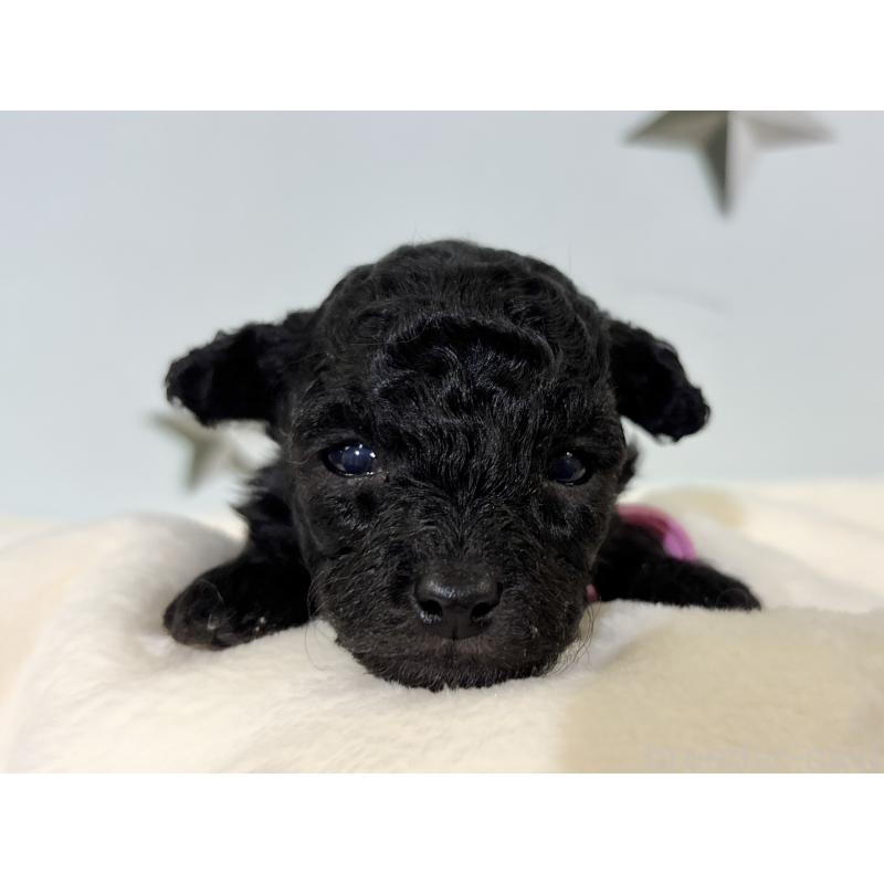 販売中の千葉県のトイプードル-447008の10枚目