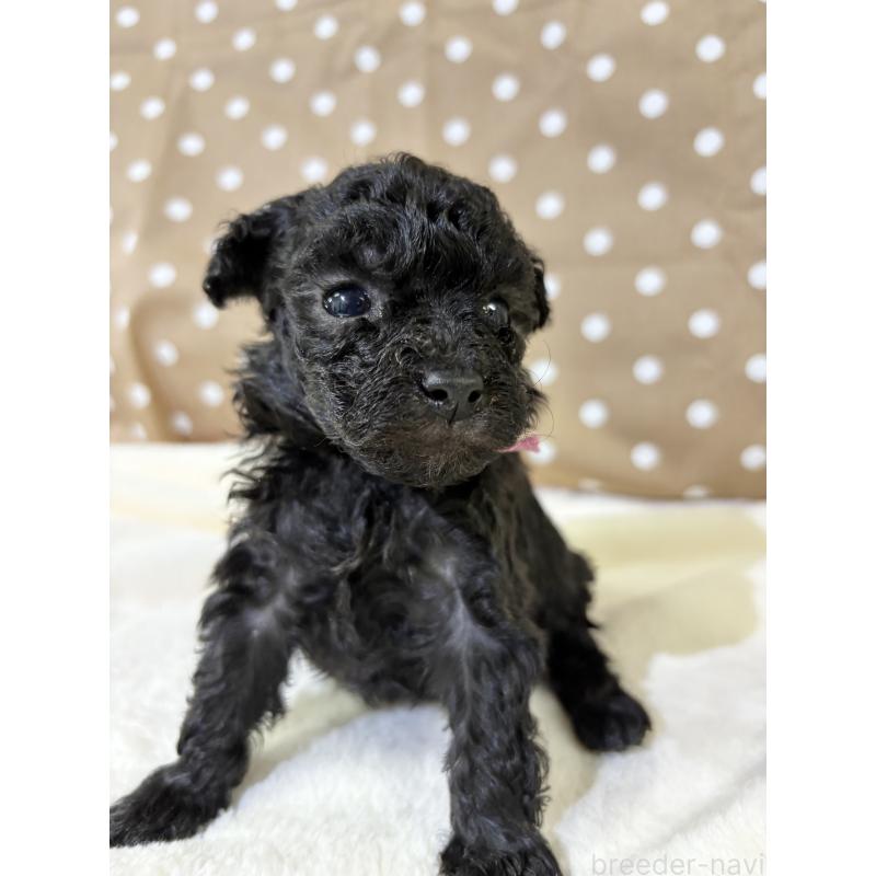 販売中の千葉県のトイプードル-447008の9枚目