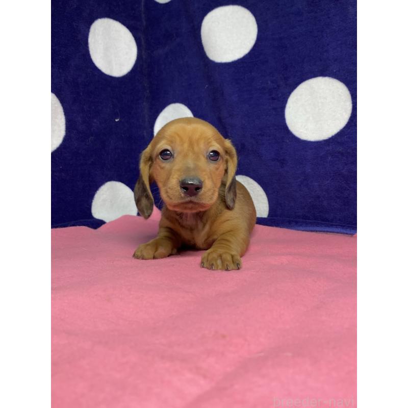 販売中の佐賀県のミニチュアダックスフンド(スムースヘアード)-447007の2枚目