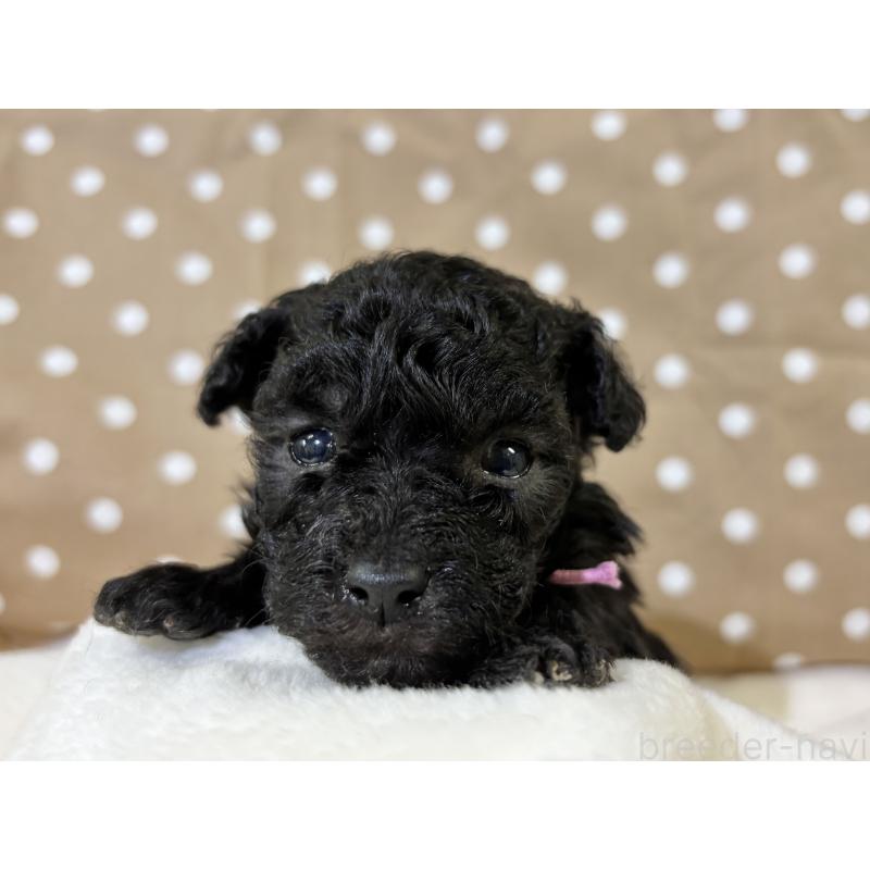 販売中の千葉県のトイプードル-447008の7枚目