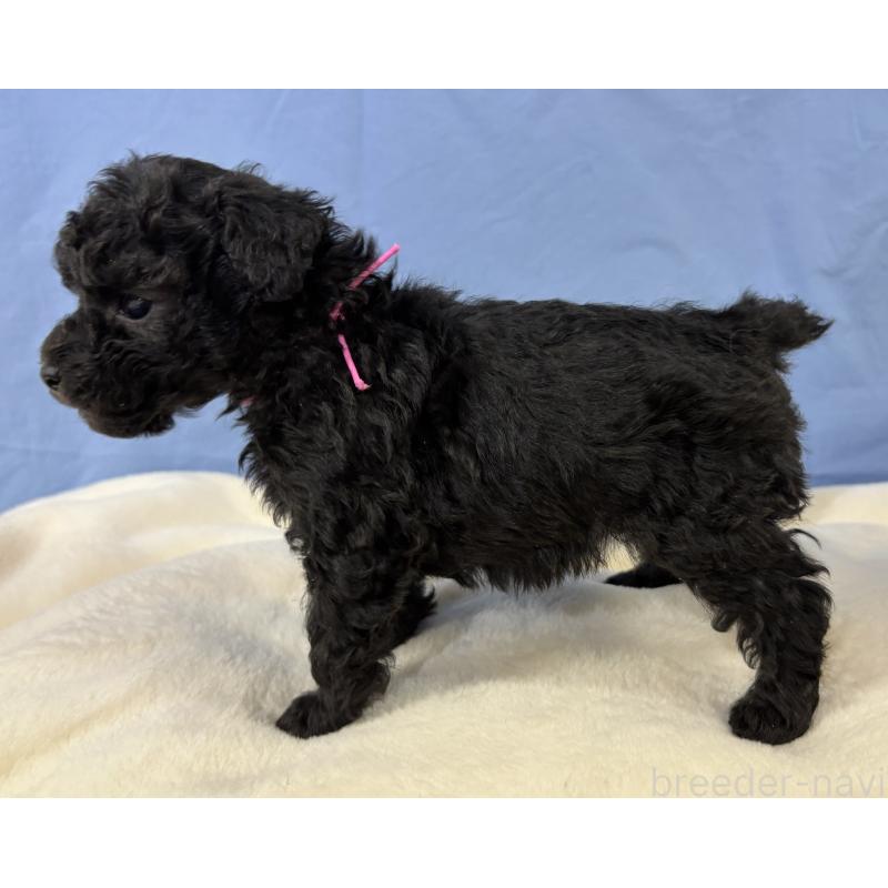 販売中の千葉県のトイプードル-447008の6枚目