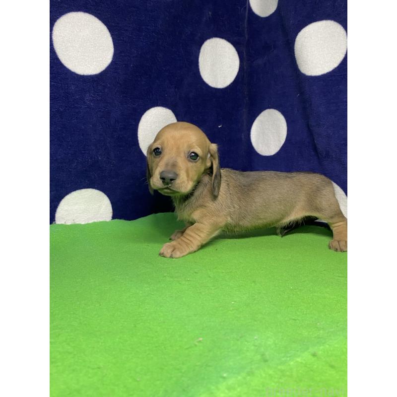 販売中の佐賀県のミニチュアダックスフンド(スムースヘアード)-447009の2枚目