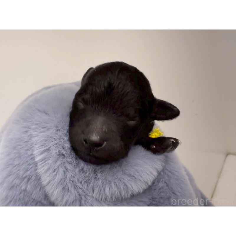 販売中の千葉県のトイプードル-447010の12枚目