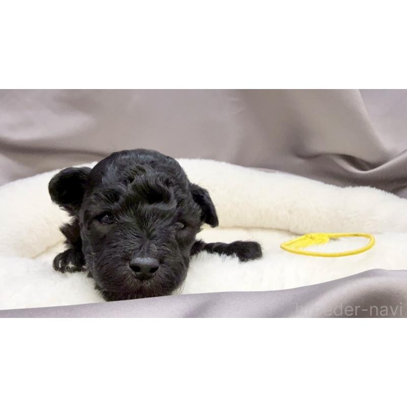 販売中の千葉県のトイプードル-447010の11枚目