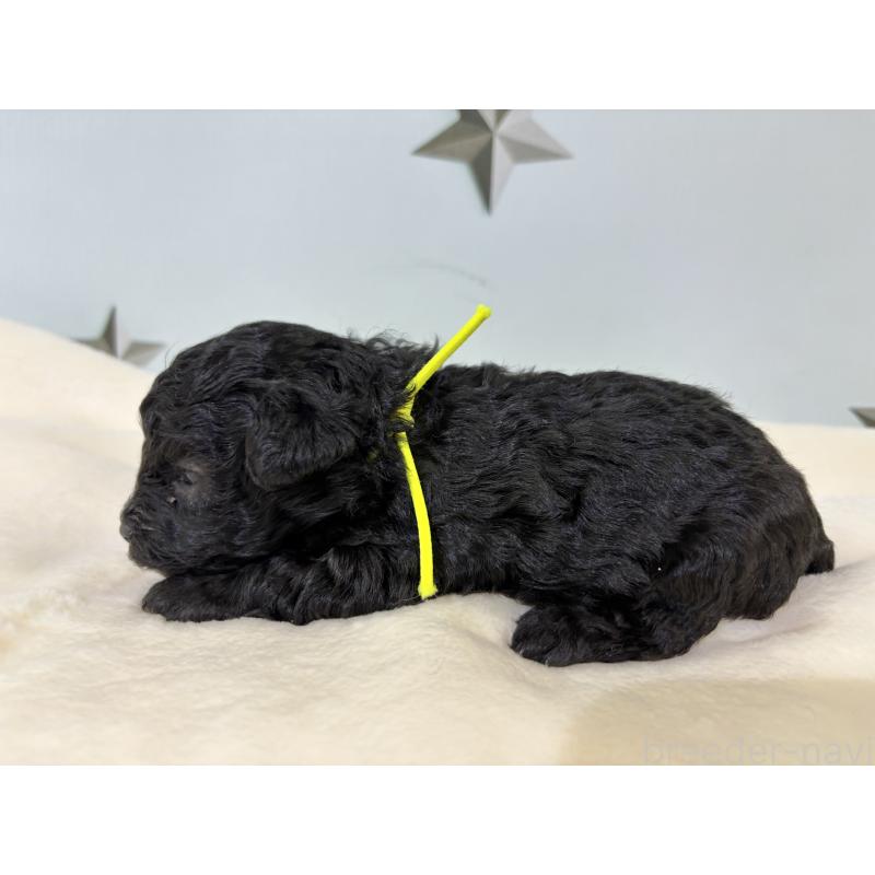 販売中の千葉県のトイプードル-447010の10枚目