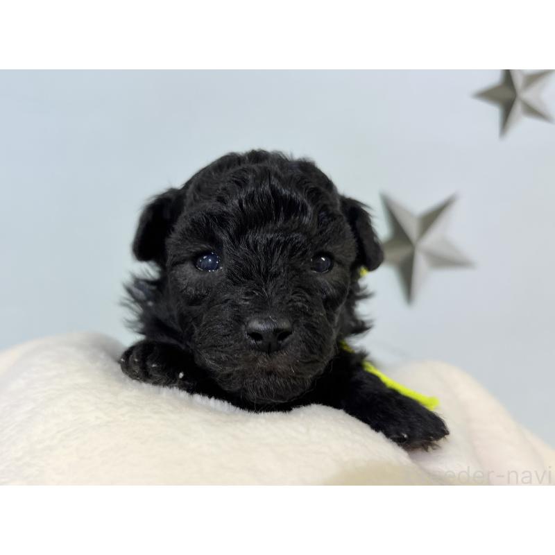 販売中の千葉県のトイプードル-447010の9枚目