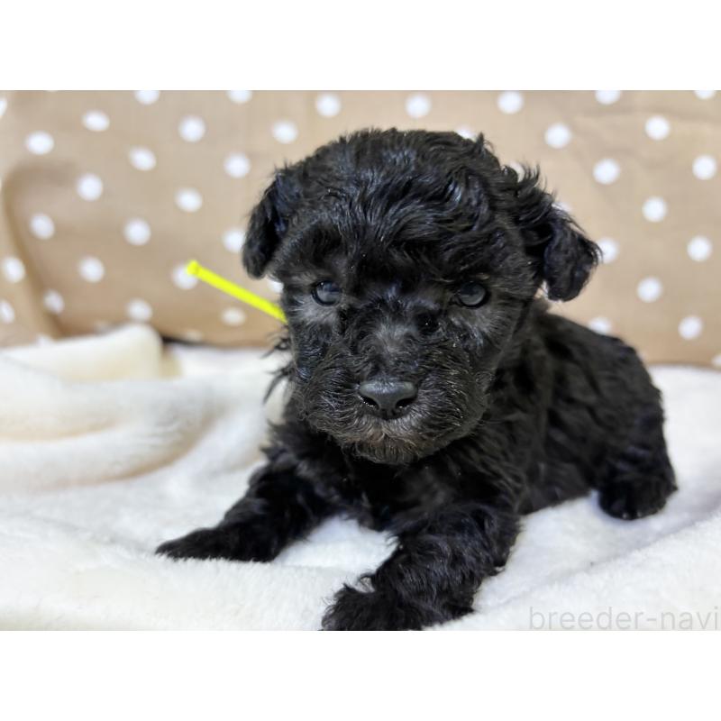 販売中の千葉県のトイプードル-447010の8枚目