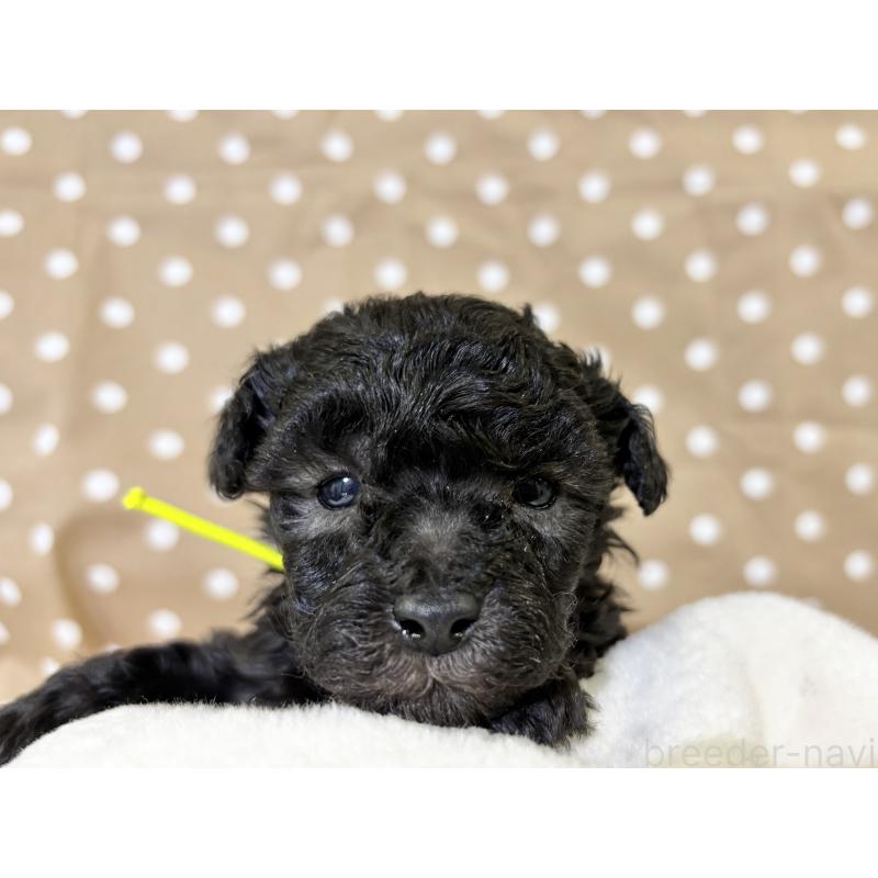 販売中の千葉県のトイプードル-447010の7枚目