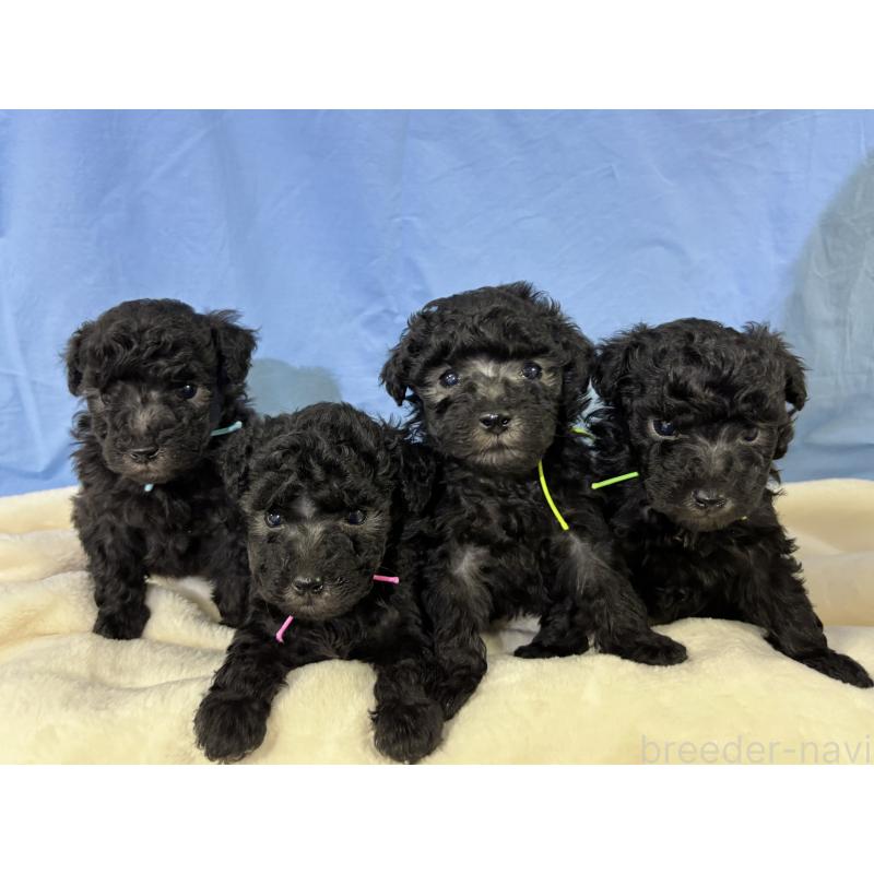 販売中の千葉県のトイプードル-447010の5枚目