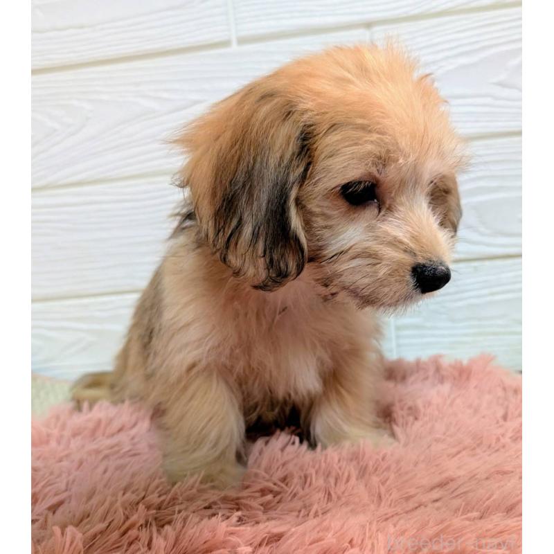 販売中の宮崎県のマルックス:マルチーズ×ミニチュアダックスフンド-447011の6枚目