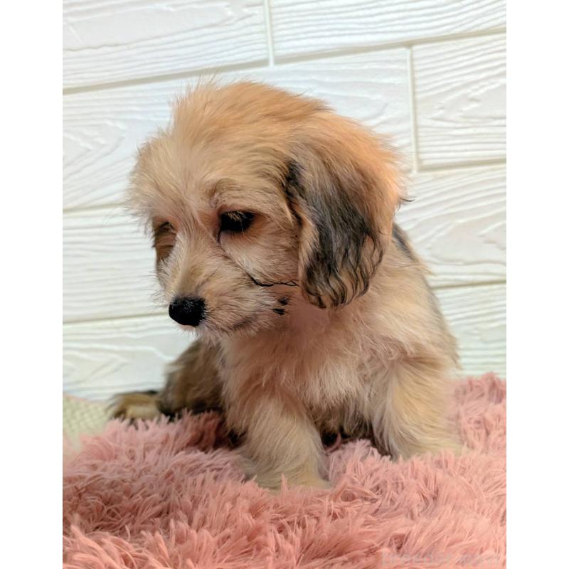 販売中の宮崎県のマルックス:マルチーズ×ミニチュアダックスフンド-447011の5枚目