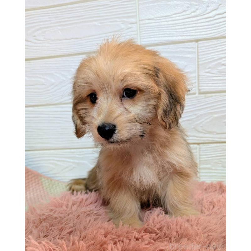 販売中の宮崎県のマルックス:マルチーズ×ミニチュアダックスフンド-447011の4枚目