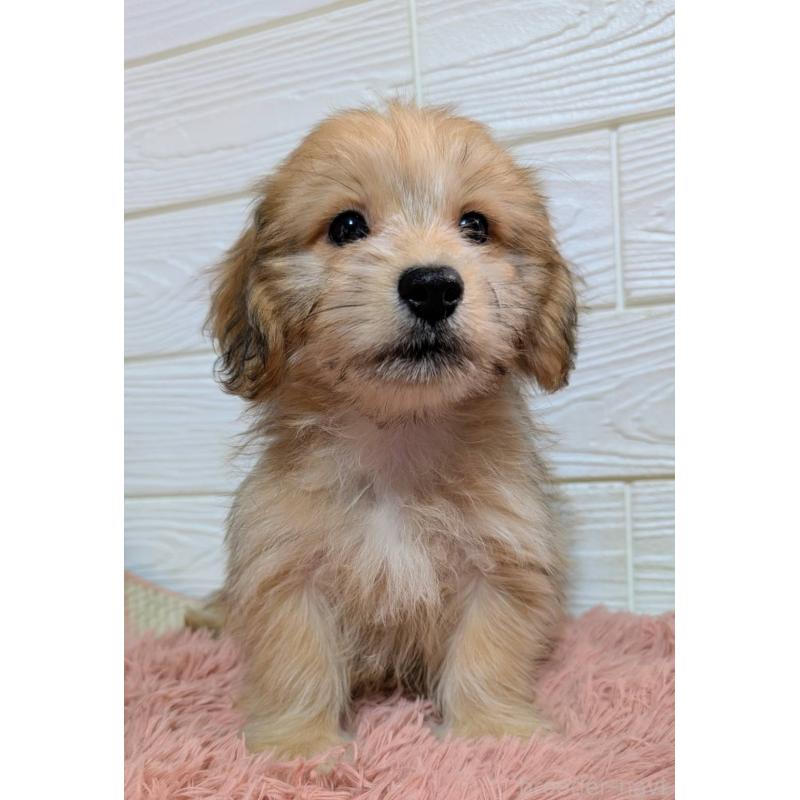 販売中の宮崎県のマルックス:マルチーズ×ミニチュアダックスフンド-447011の3枚目