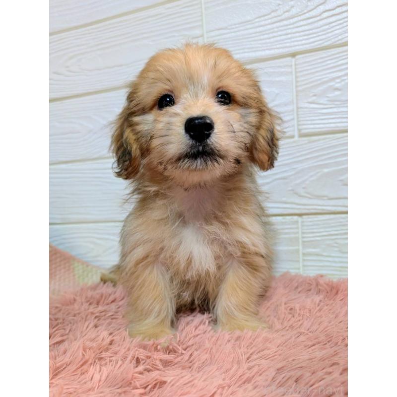 販売中の宮崎県のマルックス:マルチーズ×ミニチュアダックスフンド-447011の2枚目