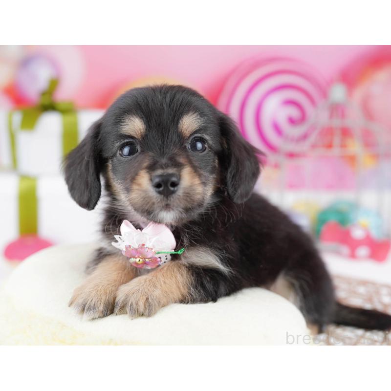 販売中の神奈川県のチワックス:チワワ×ミニチュアダックスフンド-447014の11枚目