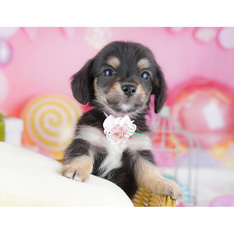 販売中の神奈川県のチワックス:チワワ×ミニチュアダックスフンド-447014の10枚目