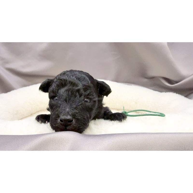 販売中の千葉県のトイプードル-447013の11枚目