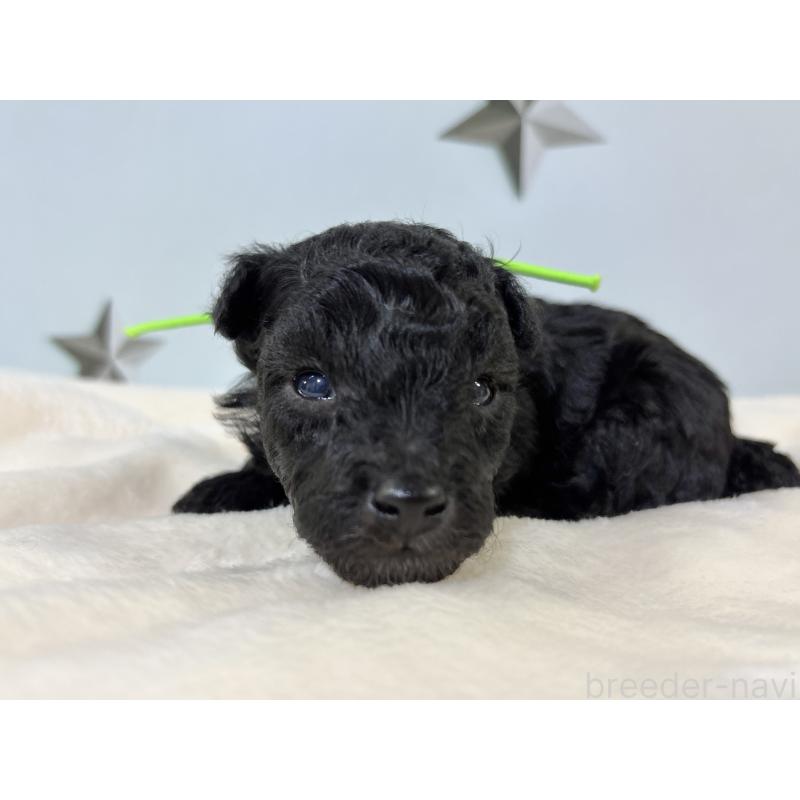 販売中の千葉県のトイプードル-447013の10枚目