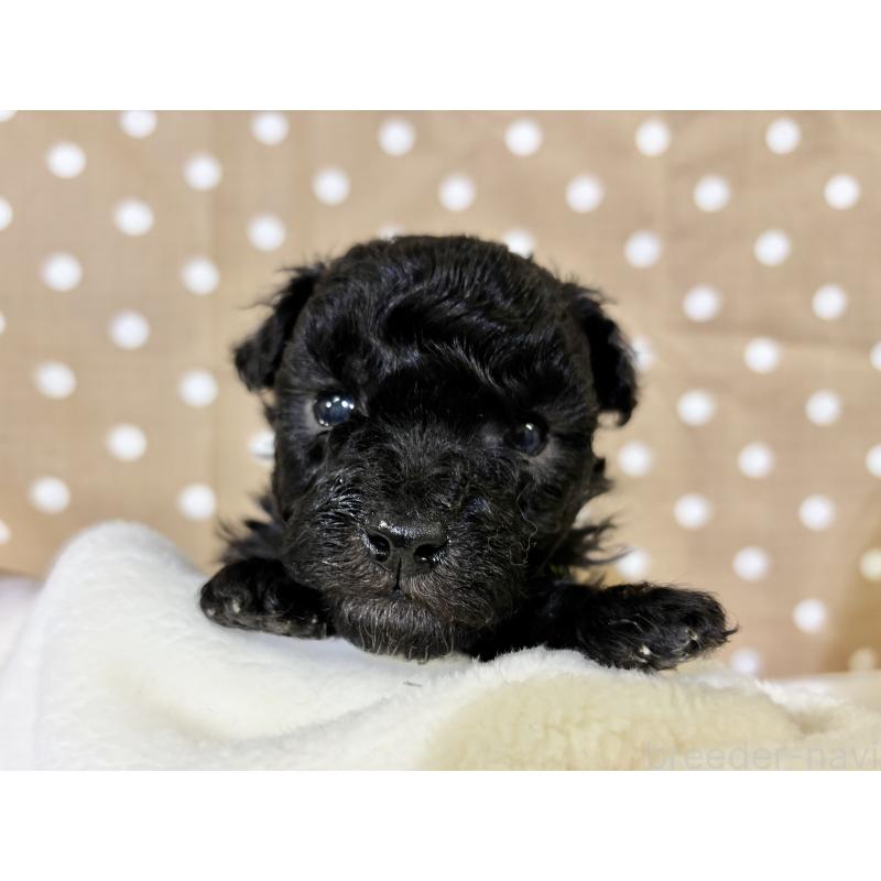 販売中の千葉県のトイプードル-447013の9枚目