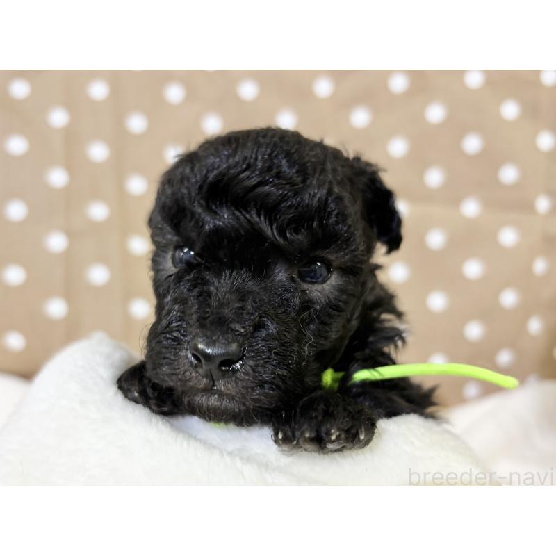 販売中の千葉県のトイプードル-447013の8枚目