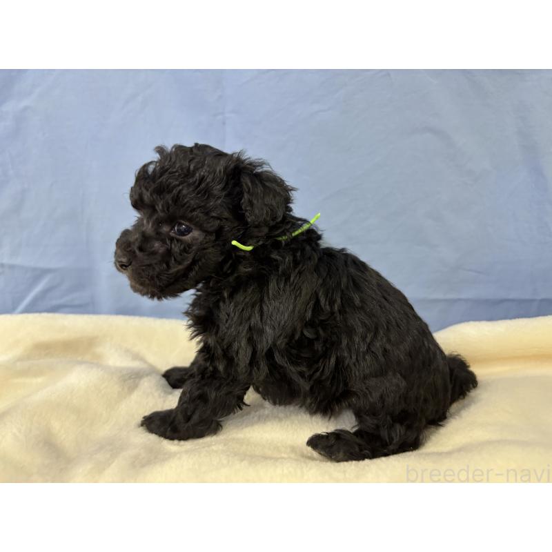 販売中の千葉県のトイプードル-447013の7枚目