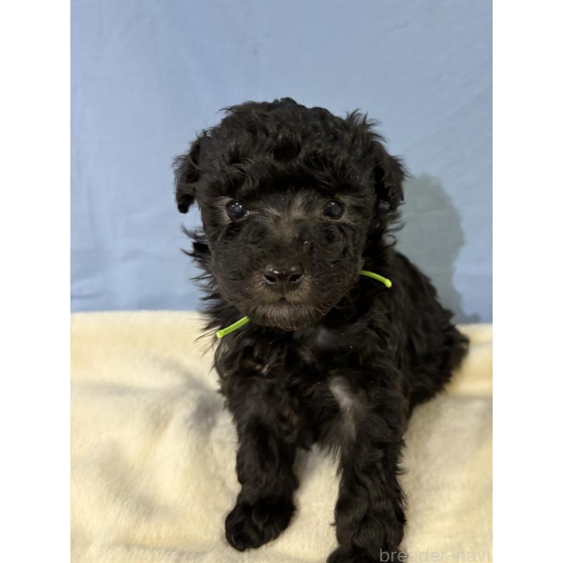 販売中の千葉県のトイプードル-447013の6枚目