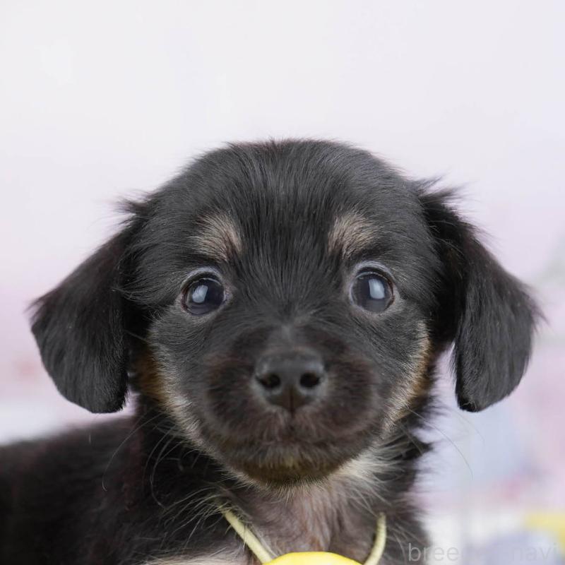 販売中の神奈川県のチワックス:チワワ×ミニチュアダックスフンド-447016の1枚目