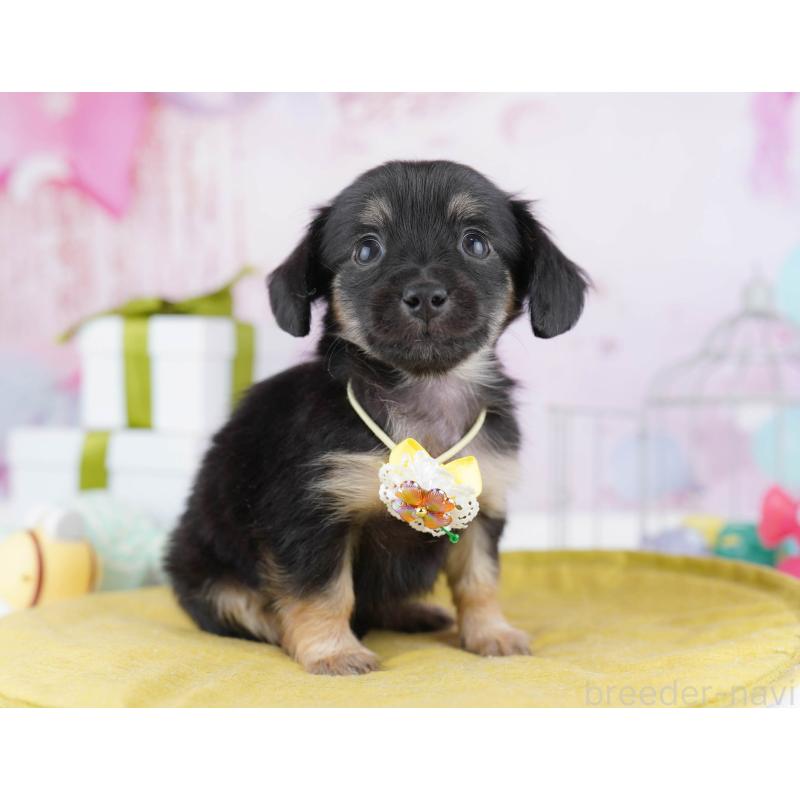 販売中の神奈川県のチワックス:チワワ×ミニチュアダックスフンド-447016の14枚目