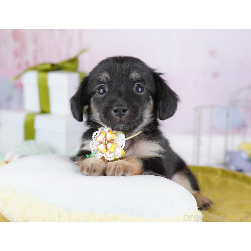 販売中の神奈川県のチワックス:チワワ×ミニチュアダックスフンド-447016の12枚目