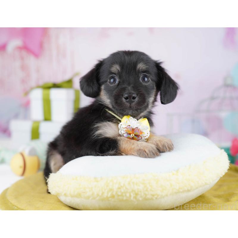 販売中の神奈川県のチワックス:チワワ×ミニチュアダックスフンド-447016の11枚目