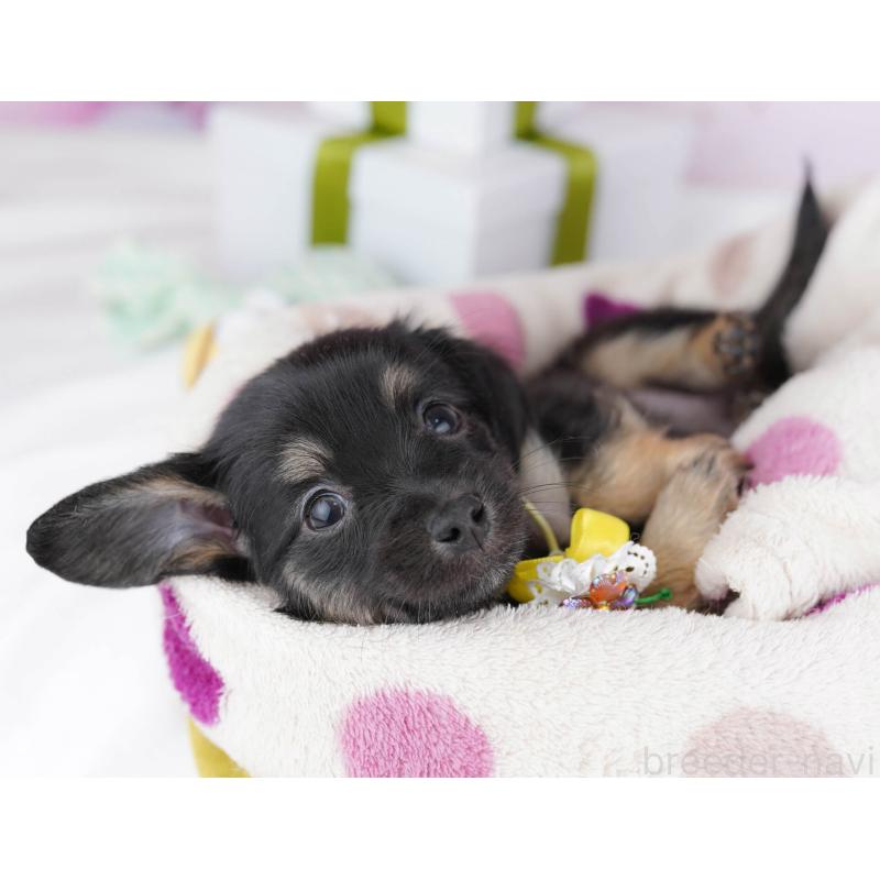 販売中の神奈川県のチワックス:チワワ×ミニチュアダックスフンド-447016の10枚目