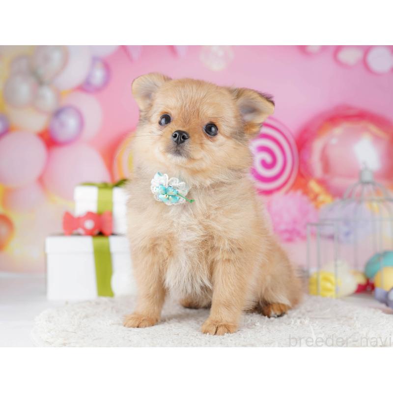 販売中の神奈川県のポメチワ:ポメラニアン×チワワ-447018の14枚目