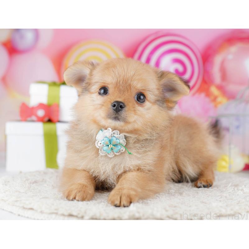 販売中の神奈川県のポメチワ:ポメラニアン×チワワ-447018の13枚目