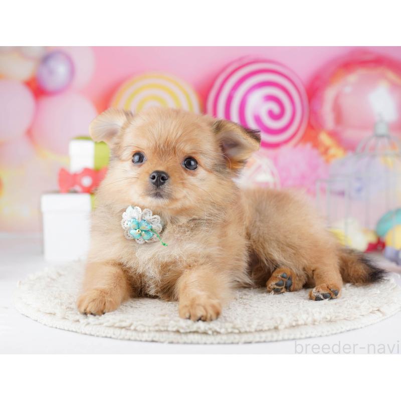 販売中の神奈川県のポメチワ:ポメラニアン×チワワ-447018の11枚目