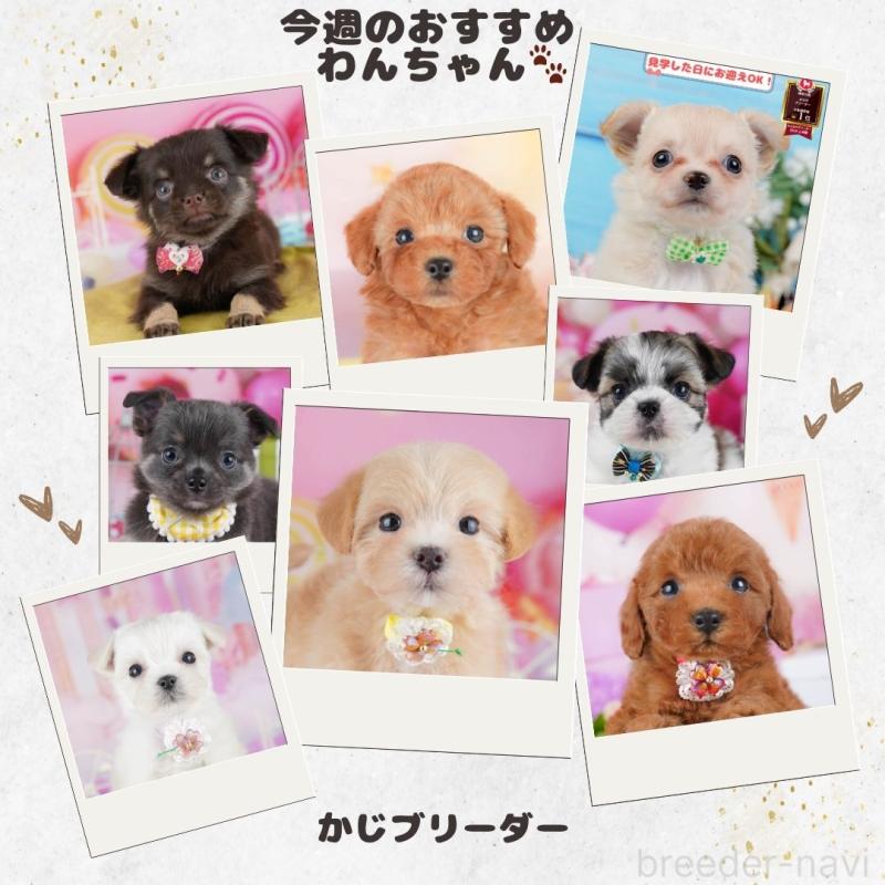 販売中の神奈川県のポメチワ:ポメラニアン×チワワ-447018の5枚目