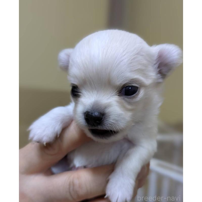 販売中の青森県のチワワ(ロングコート)-447019の5枚目