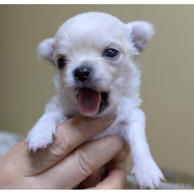 販売中の青森県のチワワ(ロングコート)-447019の4枚目