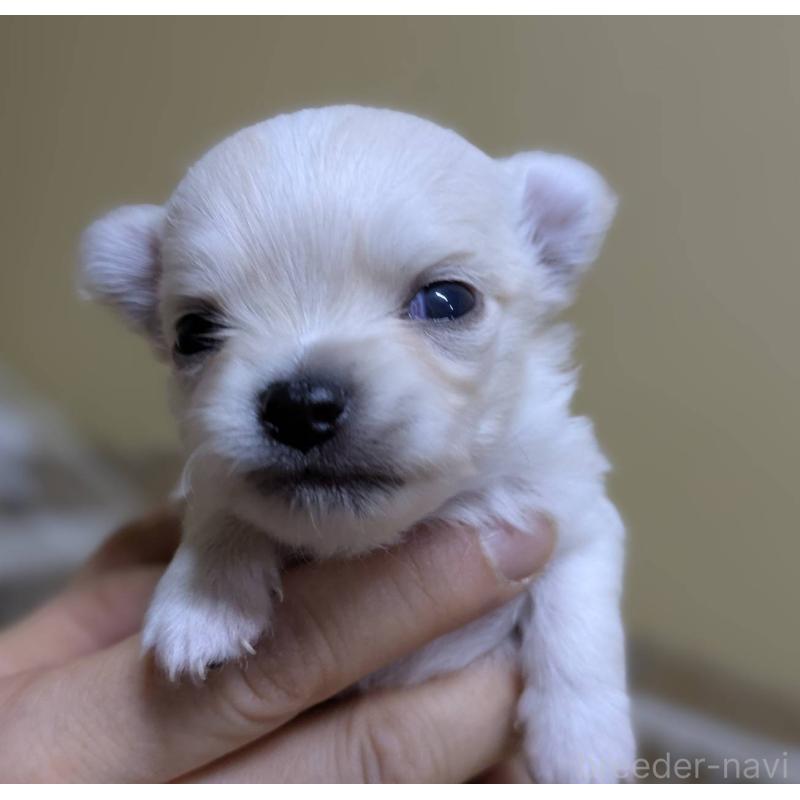 販売中の青森県のチワワ(ロングコート)-447019の3枚目