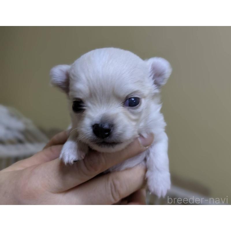 販売中の青森県のチワワ(ロングコート)-447019の2枚目