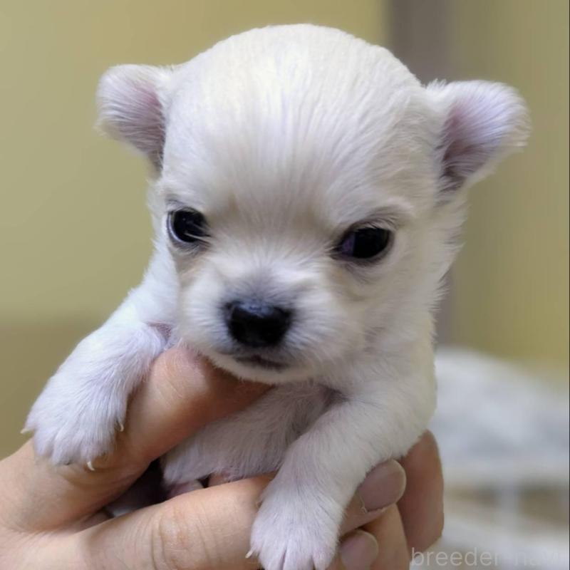 販売中の青森県のチワワ(ロングコート)-447019の1枚目