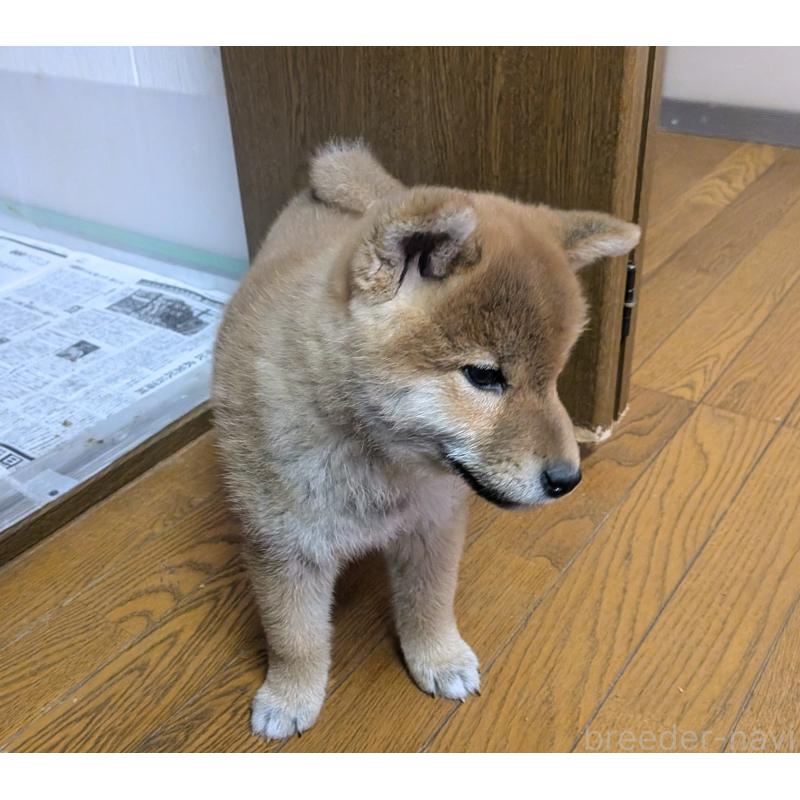 販売中の秋田県の柴犬-438718の5枚目