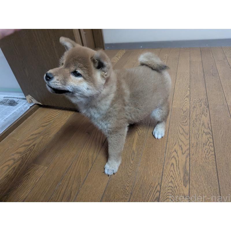 販売中の秋田県の柴犬-438718の4枚目