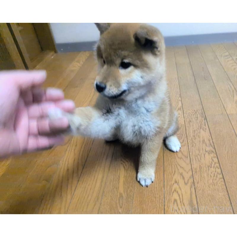 販売中の秋田県の柴犬-438718の2枚目