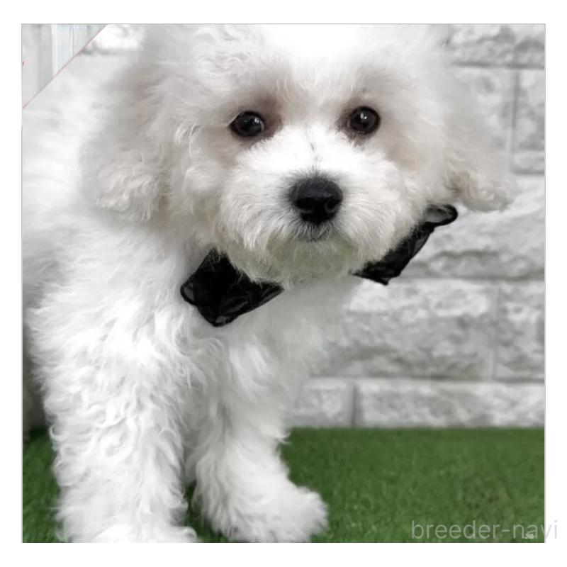 成約済の埼玉県のビションフリーゼ-439446の1枚目