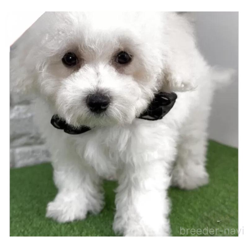 成約済の埼玉県のビションフリーゼ-439446の3枚目