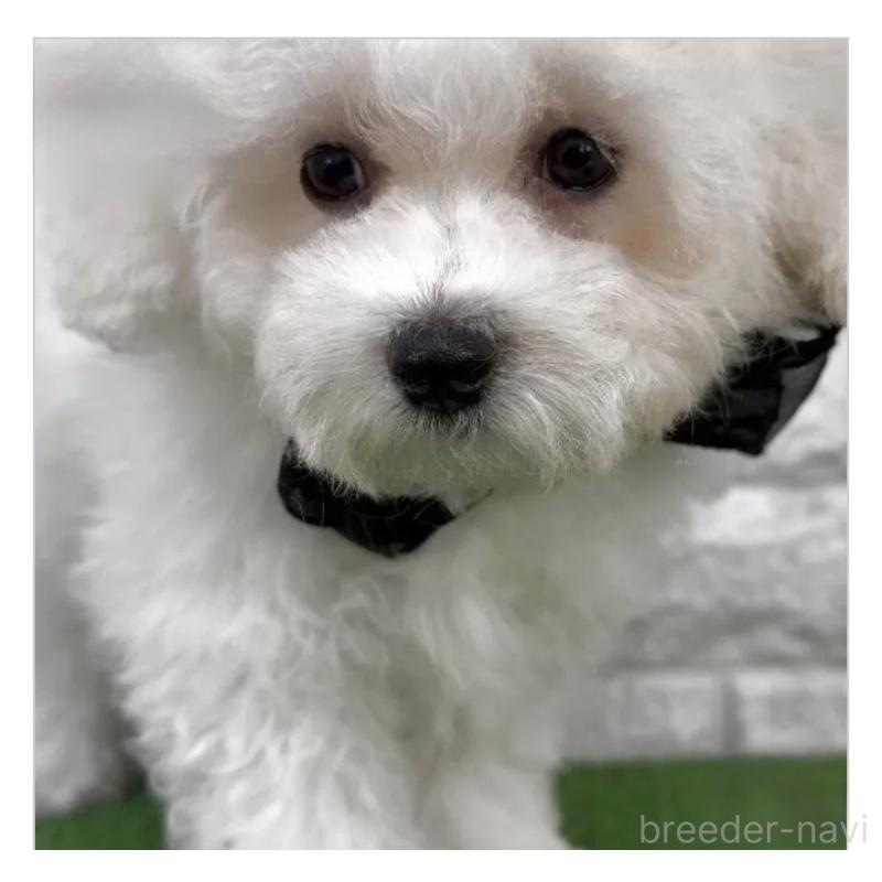 成約済の埼玉県のビションフリーゼ-439446の2枚目