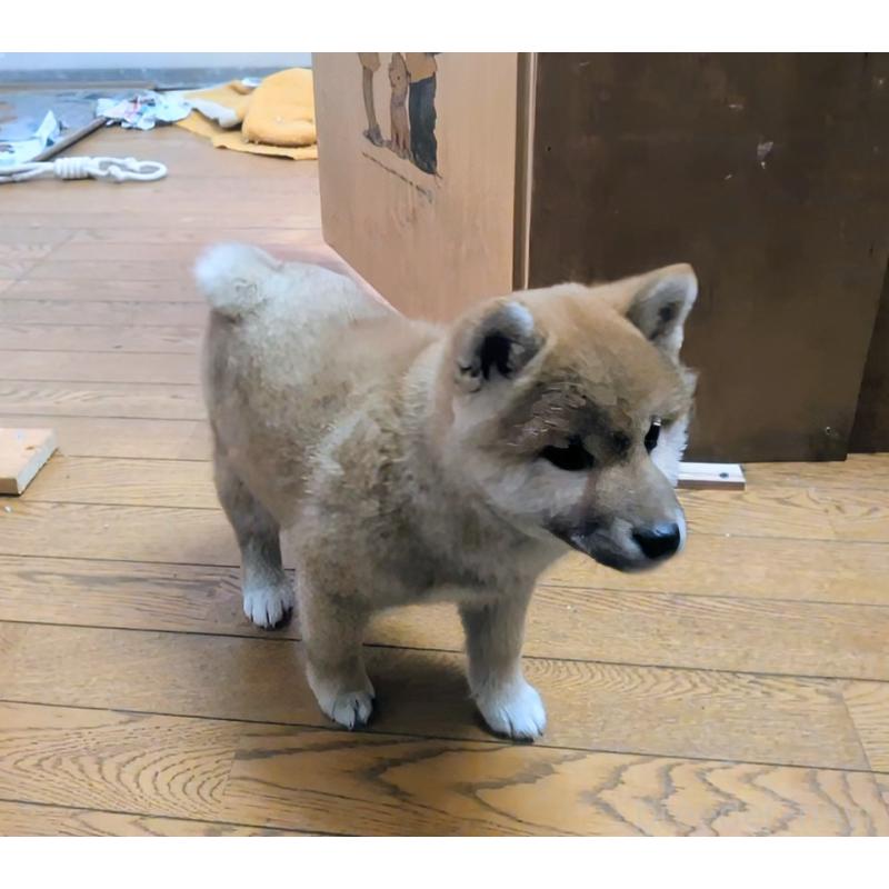 販売中の秋田県の柴犬-438719の5枚目