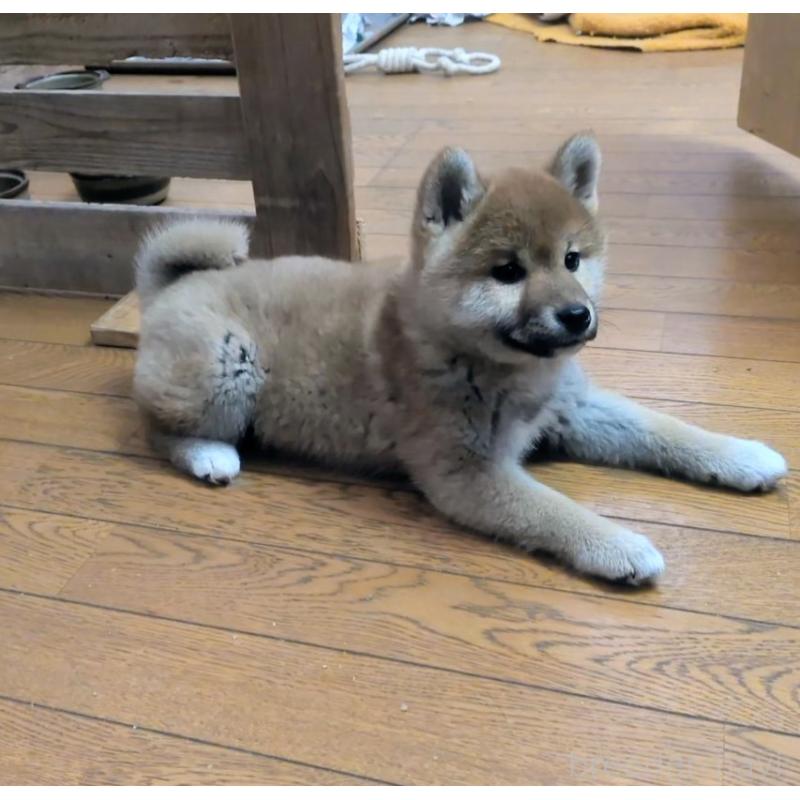 販売中の秋田県の柴犬-438719の4枚目