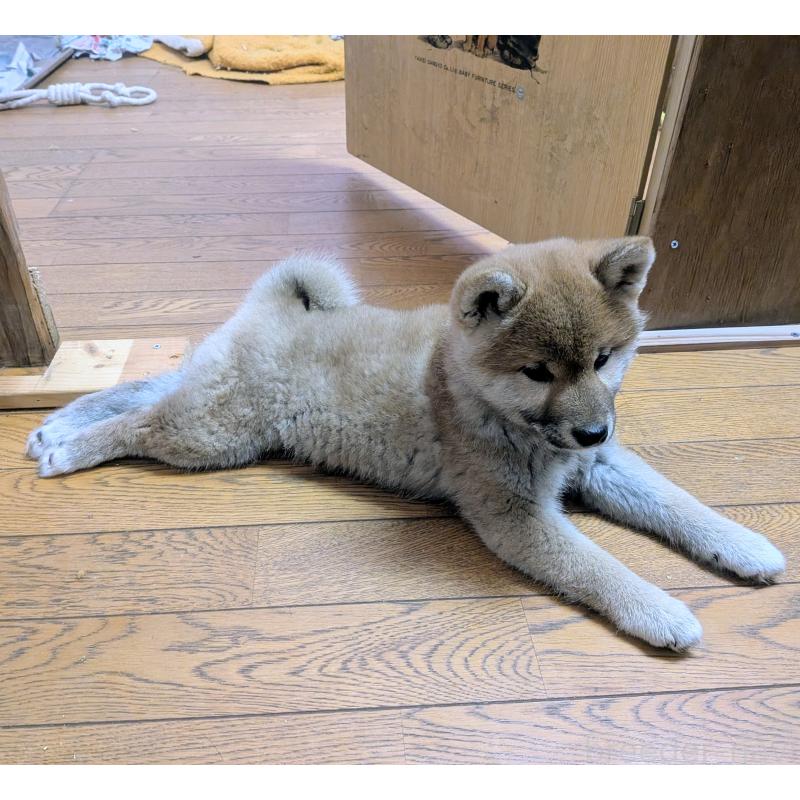 販売中の秋田県の柴犬-438719の3枚目