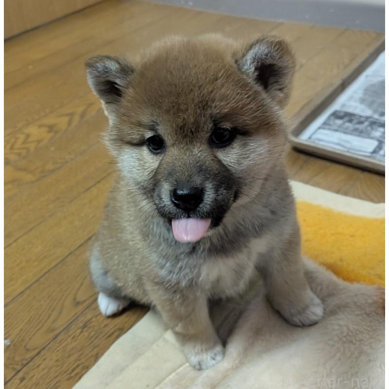 販売中の秋田県の柴犬-438719の2枚目